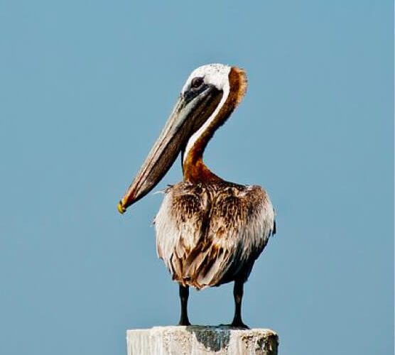 ddos在线攻击工具